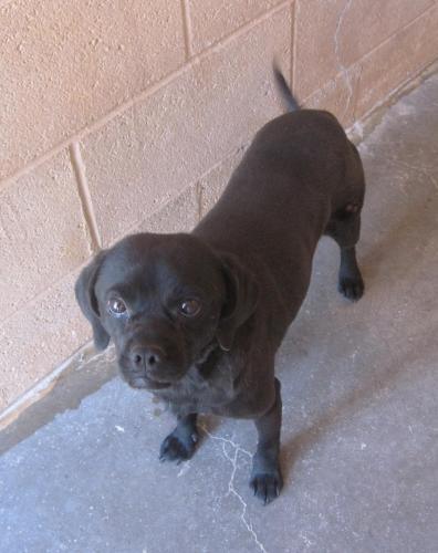 Mongoose pug on sale
