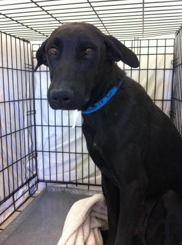 Doberman pinscher black lab sales mix